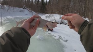 Мартовский хариус.