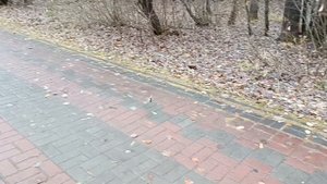 Милые лесные красотки!!!