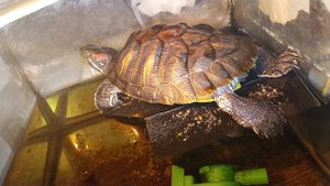 Красноухая черепаха 🐢 греется 31-10-2025