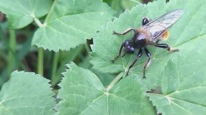 Полу-муха полу-пчела (Пчело-муха)