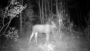 Енотовидная собака пасёт лосей. Интересные кадры.