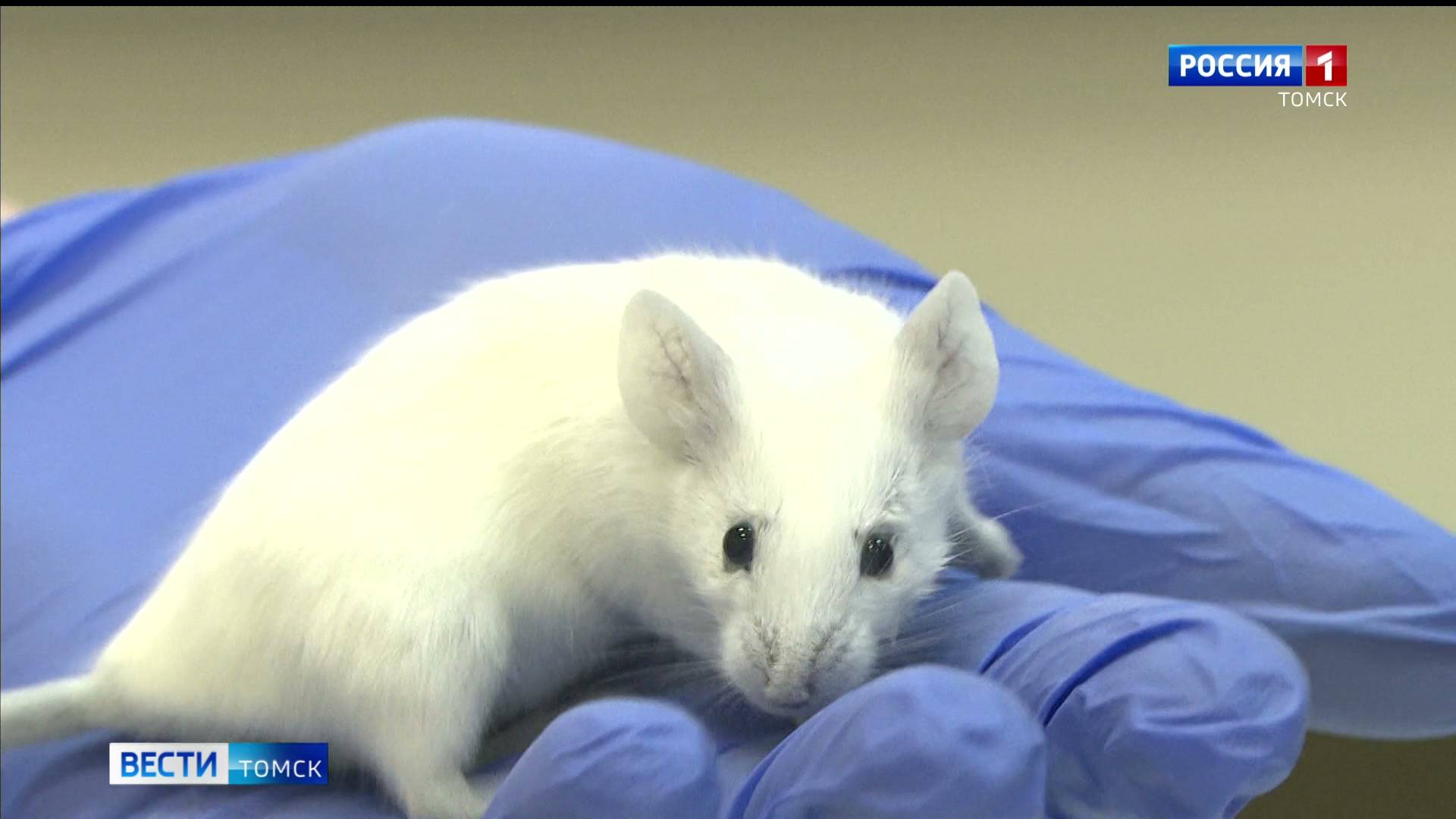 Вести-Томск, выпуск от 30.10.2025 21:10