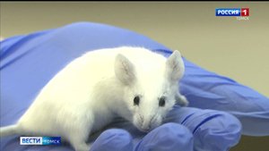 Вести-Томск, выпуск от 30.10.2025 21:10