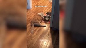 Забавные животные№140