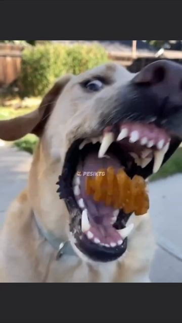 Приколы😂 Профессионал😂 своего 😂 дела😂