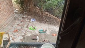 пятница пришла к белкам