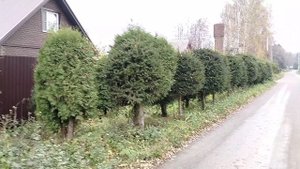 Стрижка хвойных аккумуляторным кусторезом в октябре 2025