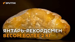 Янтарь-рекордсмен весом более 2 кг добыли в Калининграде