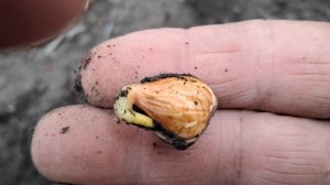 Медвежий орех семена и саженцы 2025 Ростов-на-Дону | Small Gardens