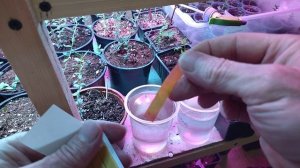 Подготовка воды для полива клюквы