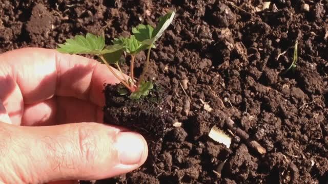 Летнее выращивание рассады мелкоплодной ремонтантной земляники из семян.