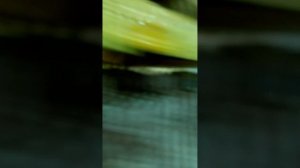 Селятино приключение Ромы и Маши 8 серия про магазин для детей и взрослых