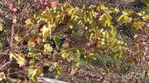 ✅Началась битва с мокрой землëй: реалии дачного труда. Начало. 30.10.25