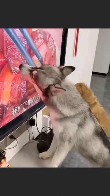 Еда, еда, иди сюда😁  А второй походу наказан😂