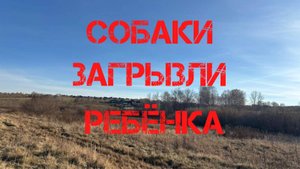 Собаки загрызли 10 - летнего мальчика в Красноярском крае