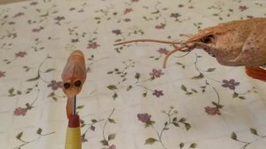 Шутка. Из цикла "Жизнь креветки Казимира".