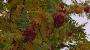 МЕЖДУ ОСЕНЬЮ И ЗИМОЙ: КАК КРАСНОЯРСК ГОТОВИТСЯ К ПРАЗДНИЧНЫМ ВЫХОДНЫМ