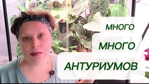 Неделя антуриумов. МНОГО-МНОГО НОВИНОК В АНТУРИУМНОЙ КОЛЛЕКЦИИ. 31-10-2025