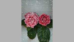 САТ- Армида и САТ- Рори