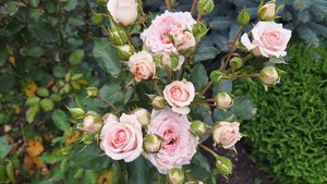 Vlog/153/ Купили мебель для родственников/ Подарила коврик мамуле/ Вечерняя прогулка..