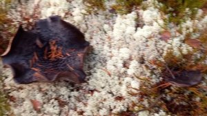 31 октября в лесу,Белое море.2025.