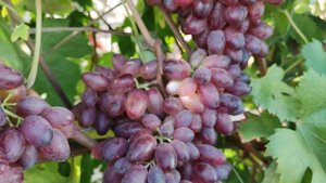 К-Ш БЛИЗНЕЦ!!!🍇🍇🍇 НА 31.10.2025. Telegram, WhatsApp и Vlber +79528500417. ТЕЛ. +79054033245.