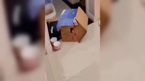 Забавные животные№139