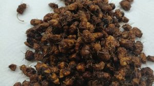 Земляной орех выращен, эксперимент удался.