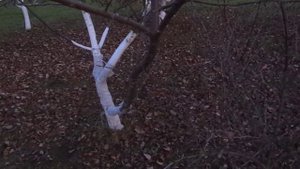 КАК ПОБЕЛИТЬ ЯБЛОНИ НА ЗИМУ