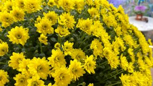 Вышиваю в октябре Дама в саду Клод Моне