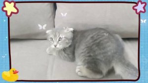 Кошка по кличке Мася неугомонная.