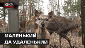 Оленёнок Горошек продолжит миссию своего отца