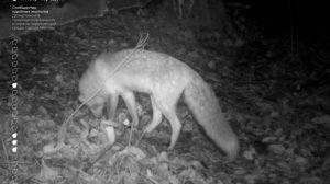 🦫В Новой Москве на фотоловушку попал момент, как бобр разминулся с лисой в лесу🦊