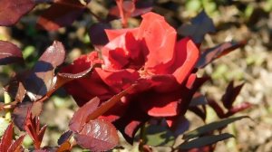 22..10..2025  тэц  ПВН MP4   (302)