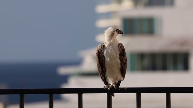 Южноамериканская гарпия