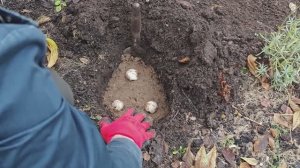 Аллиум. Посадка