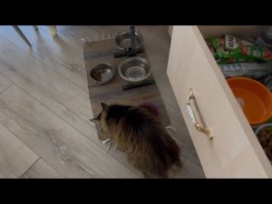 Моя КОШКА в ВОСТОРГЕ от КИТИ КЭТ! 16 лет активной жизни! #мамаотличника #мася#китикэт