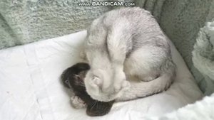 Маленькие Котята плачут и мяукают