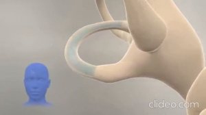 Как работает система баланса внутреннего уха - Лабиринтные полукружные каналы