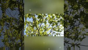 💗💕 МЕЛОДИЯ ЛЮБВИ 🎶🎧🎙️#стихинелли