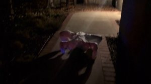 Крипота: чел из США научил робота Unitree резко падать на четвереньки и двигаться, как паук