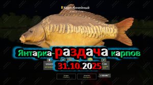 Карп линейный трофей оз.Янтарное #Русскаярыбалка4