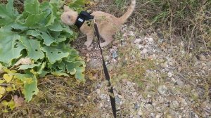 Демурзель суслик 🤩