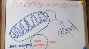 Алкоголь и похудеть. Совместимы ли?