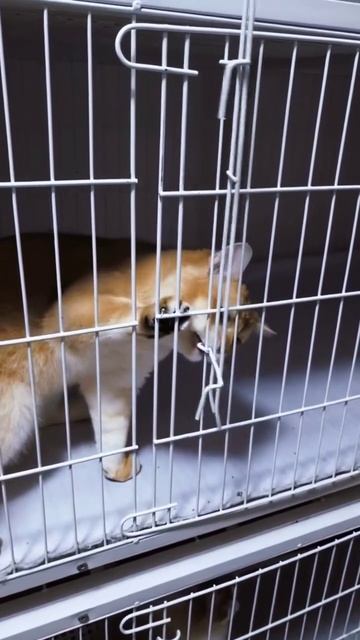 Профессиональный кото взлом 😼