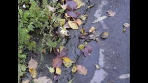 Иеромонах Роман, монах Афанасий (Кокорев). Листва