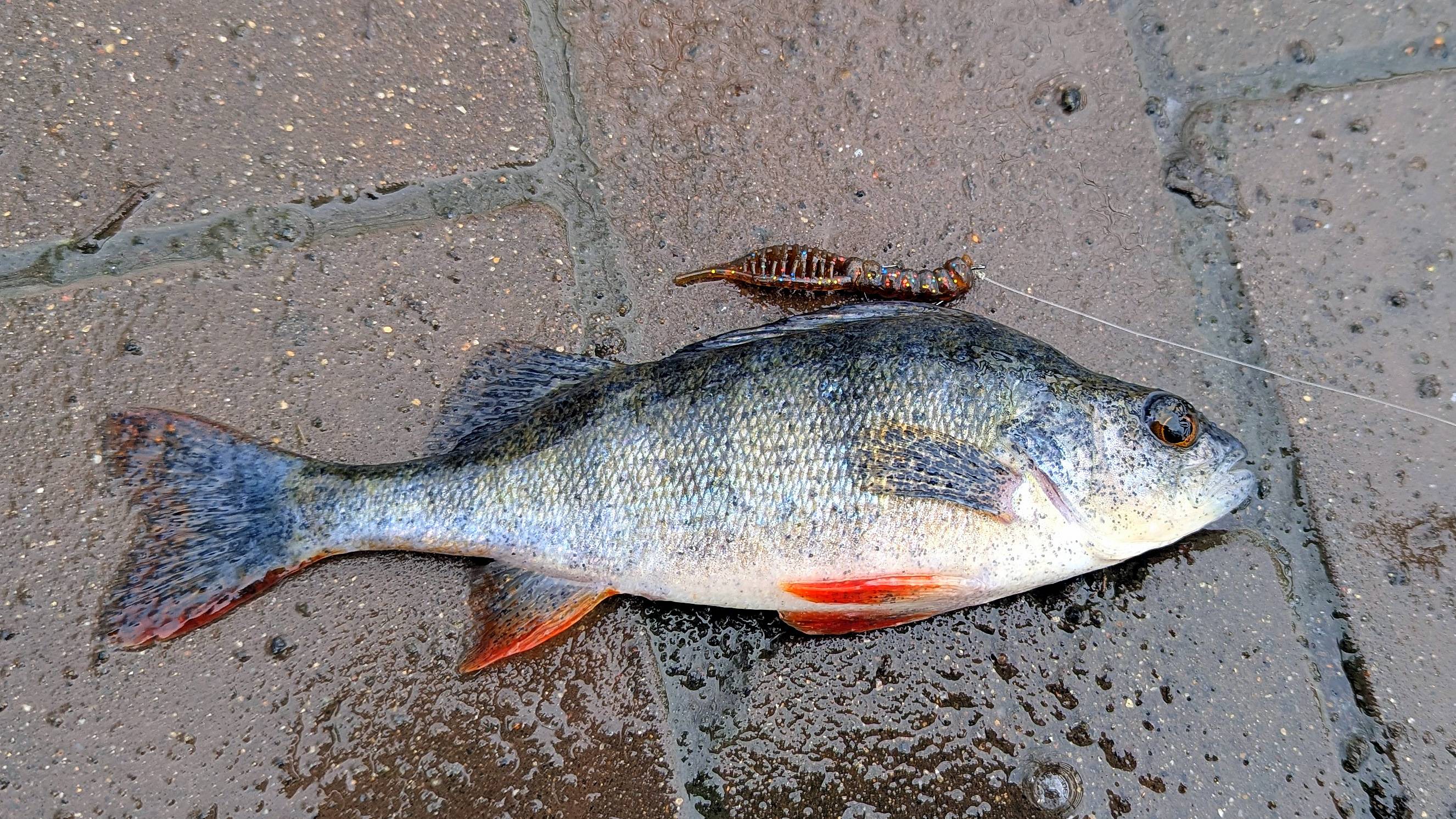 Окунь на Дроп-шот. 31.10.2025. смотреть онлайн