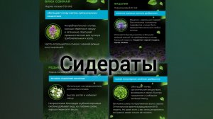 Сидераты. Часть органического земледелия