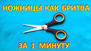 Как ПРОСТО заточить любые ножницы дома, до бритвенной остроты за 1 МИНУТУ