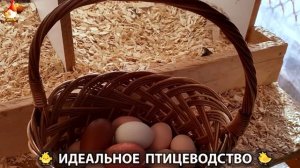 Идеальное птицеводство достойно восхищения 🐓🦆🦢🦚🦃🐔 эпизод (386)